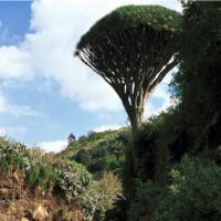 La memoria degli alberi di Gran Canaria
