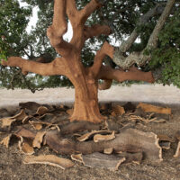 Cambiamento climatico: decortica anticipata per il benessere delle piante