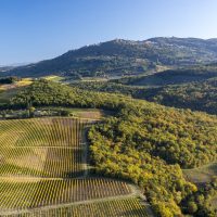 Canalicchio di Sopra, Sagna S.p.A. inserisce a catalogo una storica azienda di Montalcino