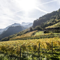 Nals Margreid e lo Chardonnay Nama, l’eleganza dell’Alto Adige insita in un vino