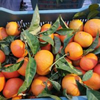SorrentoOrangeWeek – Al via la raccolta delle arance amare