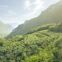 Cantine Ferrari ottengono la Bandiera Verde di Legambiente