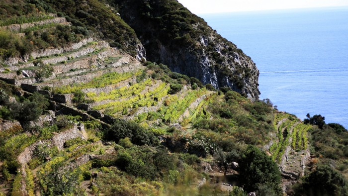 Viticoltura eroica, isola di Ponza