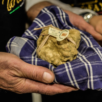 Il tartufo gestione di un Patrimonio