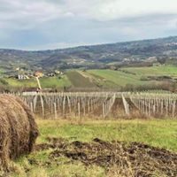 Irpinia, nasce a Montefalcione il laboratorio per la promozione di territorio e aziende vitivinicole