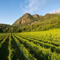 Viaggio in Alto Adige: i vitigni Piwi di Thomas Niedermayr